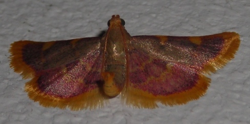 Hypsopygia costalis (Pyralidae-Pyralinae)